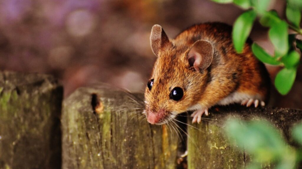 Primera víctima fatal de hantavirus en Cochabamba este año