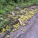 150.000 Pollitos bebé mueren y frutas se pudren en las carreteras