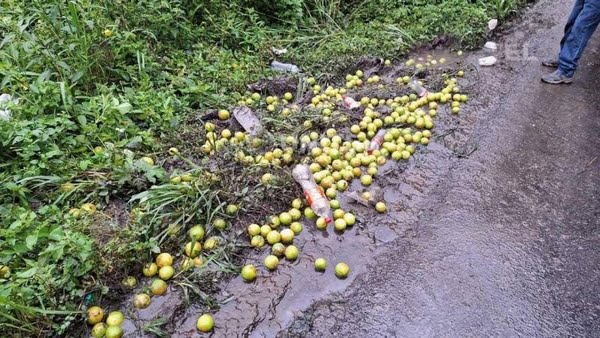 150.000 Pollitos bebé mueren y frutas se pudren en las carreteras