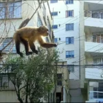 Bomberos busca un mono que se paseaba por negocios y viviendas en Sopocachi