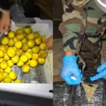 Descubren marihuana oculta en envío de naranjas en la Terminal de Guayaramerín, Beni