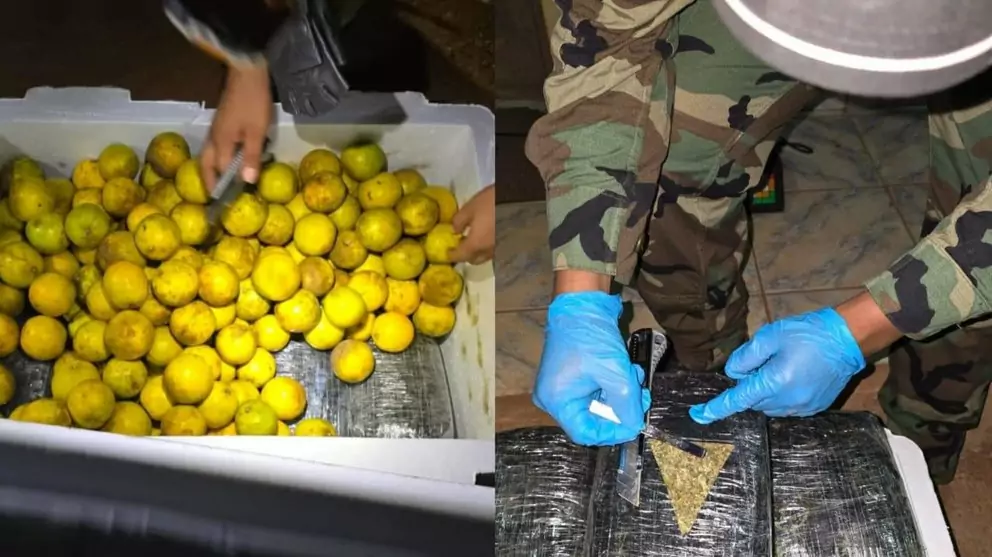 Descubren marihuana oculta en envío de naranjas en la Terminal de Guayaramerín, Beni