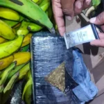 FELCN secuestra 20 kilos de marihuana escondidos en cajas de fruta