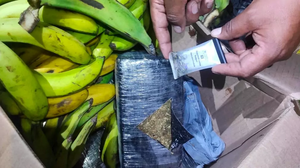 FELCN secuestra 20 kilos de marihuana escondidos en cajas de fruta