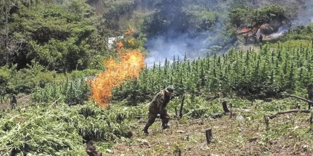 FELCN destruye e incinera más de 50 toneladas de marihuana en Ayopaya