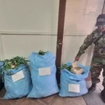 La FELCN incauto 32 kilos de marihuana en sacos de cebolla en Cochabamba