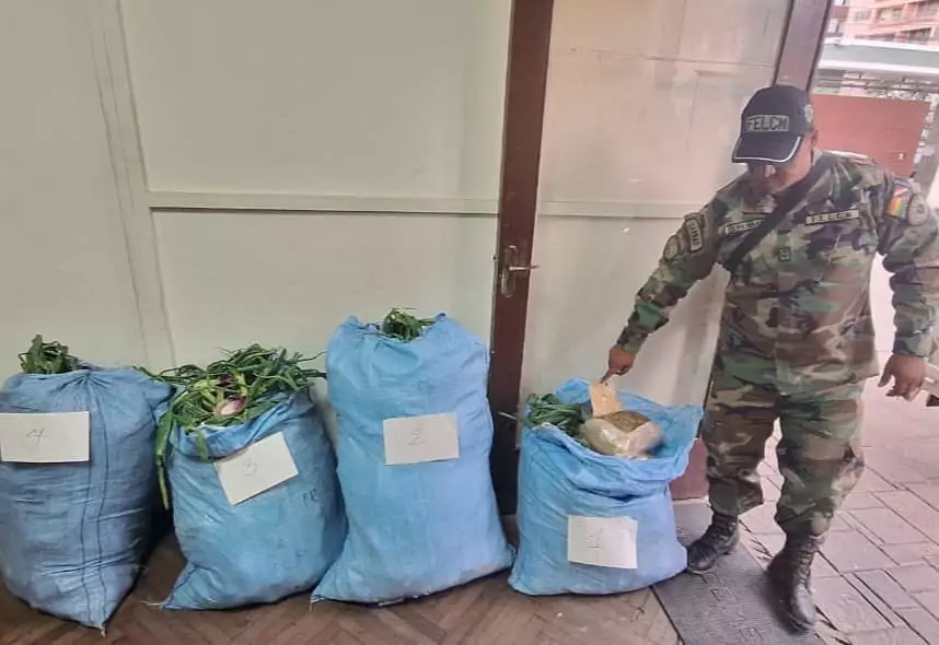 La FELCN incauto 32 kilos de marihuana en sacos de cebolla en Cochabamba