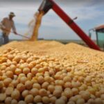 Anapo garantiza soya para el mercado interno pese a sequía y lluvias