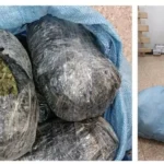 Can descubre marihuana camuflada en una bodega de la terminal terrestre de Cochabamba