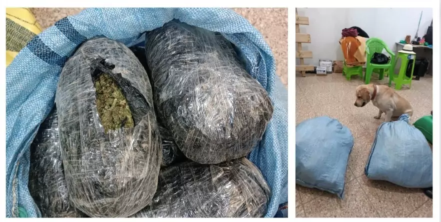 Can descubre marihuana camuflada en una bodega de la terminal terrestre de Cochabamba