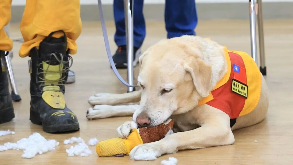 Roger, un perro fracasado ante las drogas, es un héroe tras el terremoto de Taiwán