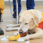 Roger, un perro fracasado ante las drogas, es un héroe tras el terremoto de Taiwán