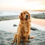 Le incautan el perro a una mujer que pidió en una carnicería que lo sacrificaran