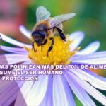 Las abejas polinizan más del 70% de alimentos que consume el ser humano, piden su protección