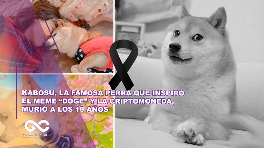 Kabosu, la famosa perra que inspiró el meme “Doge” y la criptomoneda, murió a los 18 años