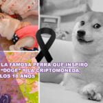 Kabosu, la famosa perra que inspiró el meme “Doge” y la criptomoneda, murió a los 18 años