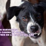 Reportan nuevo caso de rabia canina en Sucre, suman tres en lo que va del año