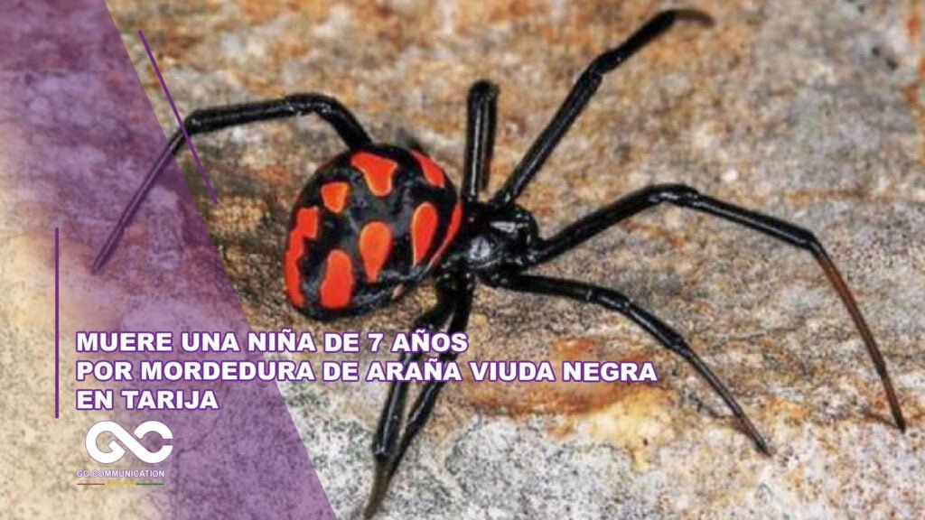 Muere una niña de 7 años por mordedura de araña viuda negra en Tarija