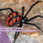 Muere una niña de 7 años por mordedura de araña viuda negra en Tarija