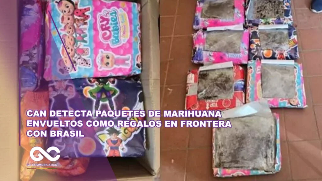 Can detecta paquetes de marihuana envueltos como regalos en frontera con Brasil