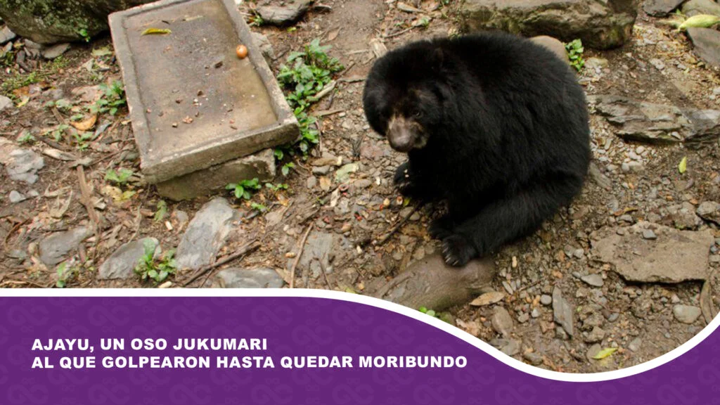 Ajayu, un oso jukumari al que golpearon hasta quedar moribundo