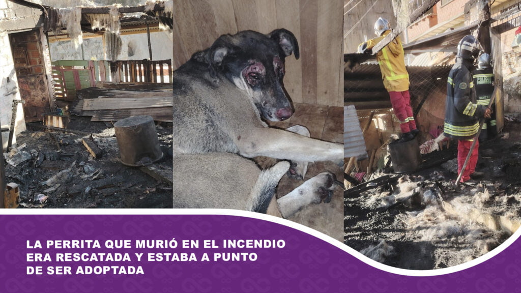 La perrita que murió en el incendio era rescatada y estaba a punto de ser adoptada