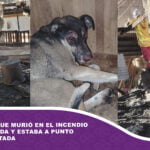 La perrita que murió en el incendio era rescatada y estaba a punto de ser adoptada