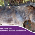 Atroz biocidio en Tihumayu: siete burros quemados desatan indignación