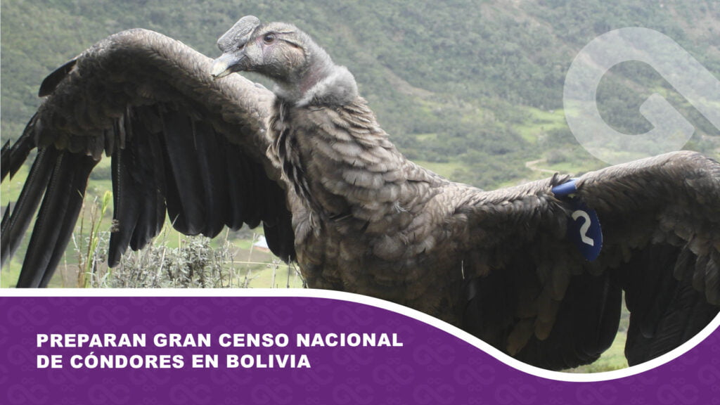 Preparan gran Censo Nacional de Cóndores en Bolivia