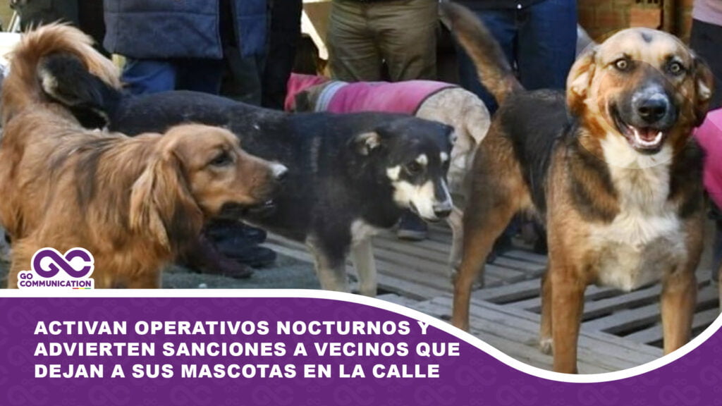 En Tarija activan operativos nocturnos y advierten sanciones a vecinos que dejan a sus mascotas en la calle