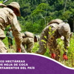 Erradican 3.832 hectáreas de cultivos de hoja de coca en tres departamentos del país