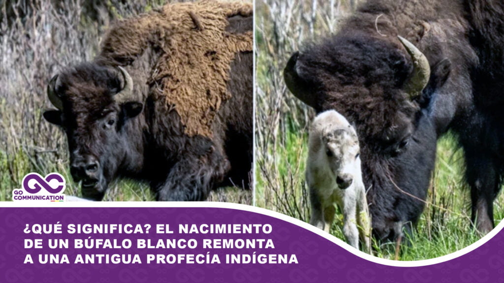 ¿Qué significa? El nacimiento de un búfalo blanco remonta a una antigua profecía indígena