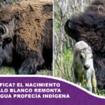 ¿Qué significa? El nacimiento de un búfalo blanco remonta a una antigua profecía indígena