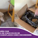 En Cochabamba can detecta más de cinco kilos de marihuana camuflados como encomienda