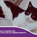 Mujer denuncia a chofer por arrojar a su gato sin su consentimiento