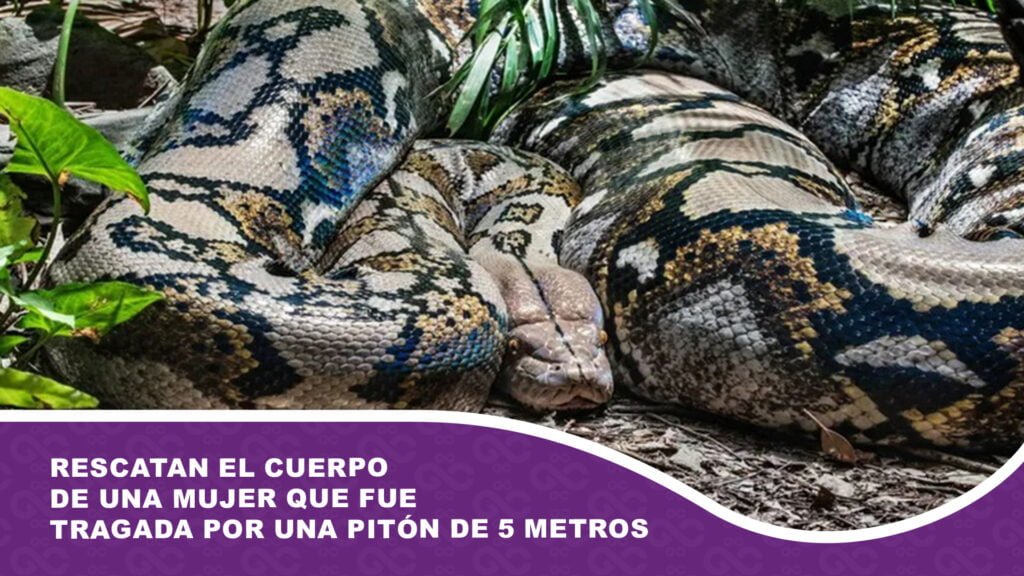 Rescatan el cuerpo de una mujer que fue tragada por una pitón de 5 metros