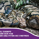 Rescatan el cuerpo de una mujer que fue tragada por una pitón de 5 metros