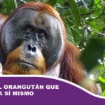 Rakus, el orangután que se curó a sí mismo
