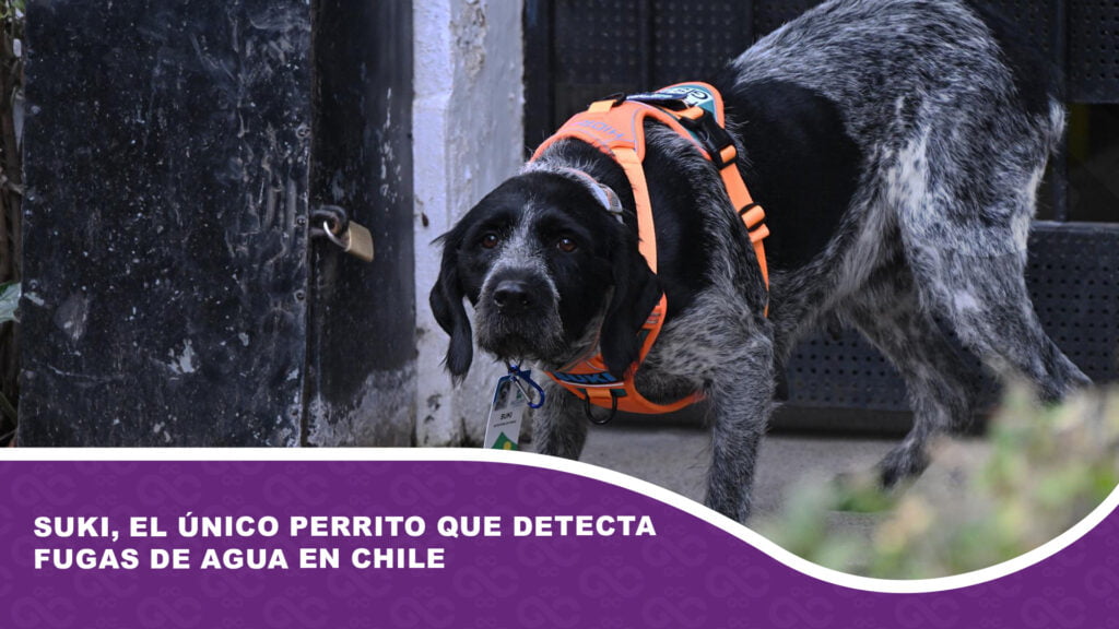 Suki, el único perrito que detecta fugas de agua en Chile