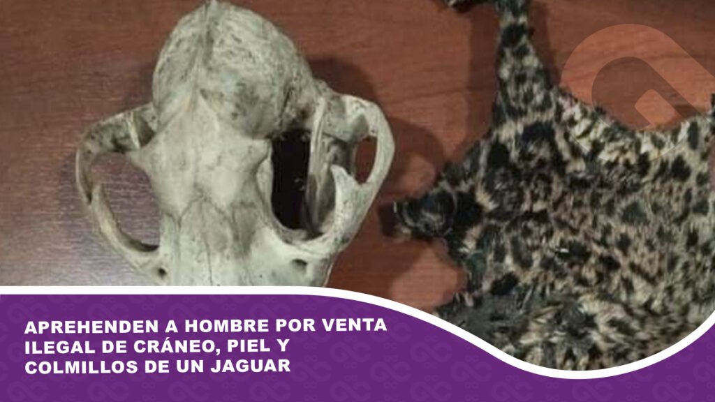 Aprehenden a hombre por venta ilegal de cráneo, piel y colmillos de un jaguar