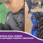 Cazaron 24 monos para vender la carne; los autores fueron liberados