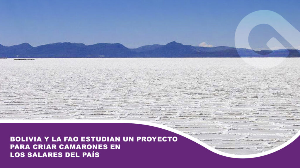 Bolivia y la FAO estudian un proyecto para criar camarones en los salares del país