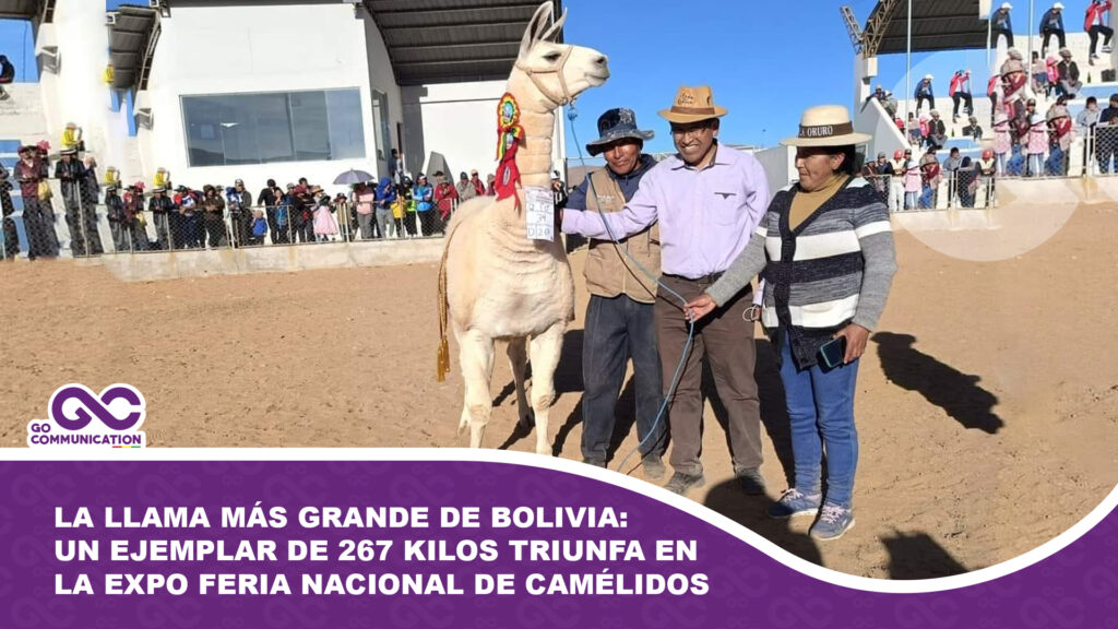 La llama más grande de Bolivia: Un ejemplar de 267 Kilos triunfa en la Expo Feria Nacional de Camélidos