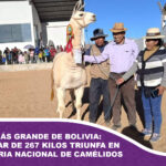 La llama más grande de Bolivia: Un ejemplar de 267 Kilos triunfa en la Expo Feria Nacional de Camélidos