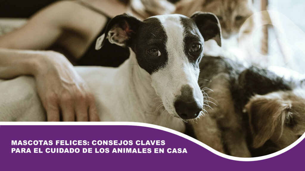 Mascotas felices: consejos claves para el cuidado de los animales en casa