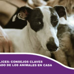 Mascotas felices: consejos claves para el cuidado de los animales en casa