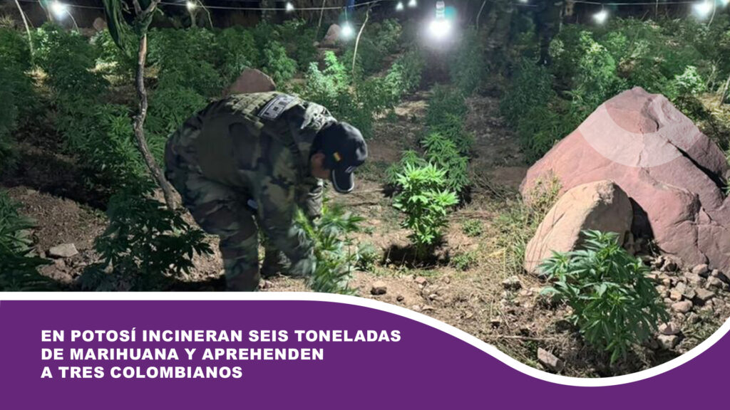 En Potosí incineran seis toneladas de marihuana y aprehenden a tres colombianos