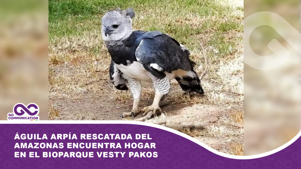 Águila arpía rescatada del Amazonas encuentra hogar en el Bioparque Vesty Pakos