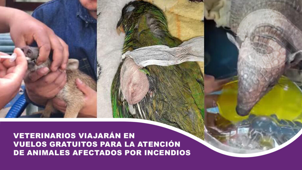 Veterinarios viajarán en vuelos gratuitos para la atención de animales afectados por incendios