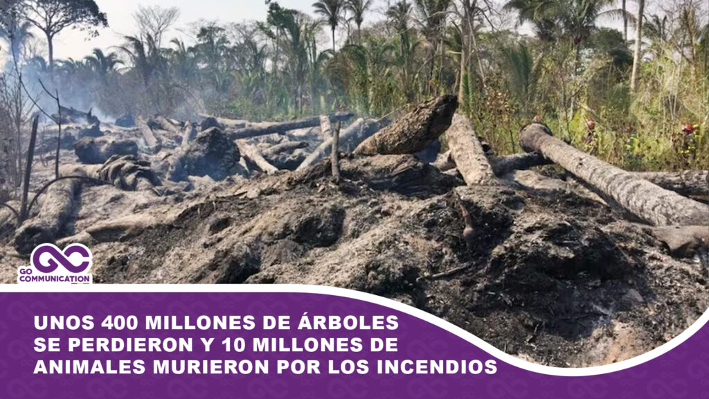 Biólogo advierte que unos 400 millones de árboles se perdieron y 10 millones de animales murieron por los incendios forestales